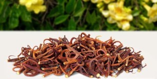 Лучший кошачий коготь на iHerb, рейтинг с отзывами, как выбрать и правильно принимать
